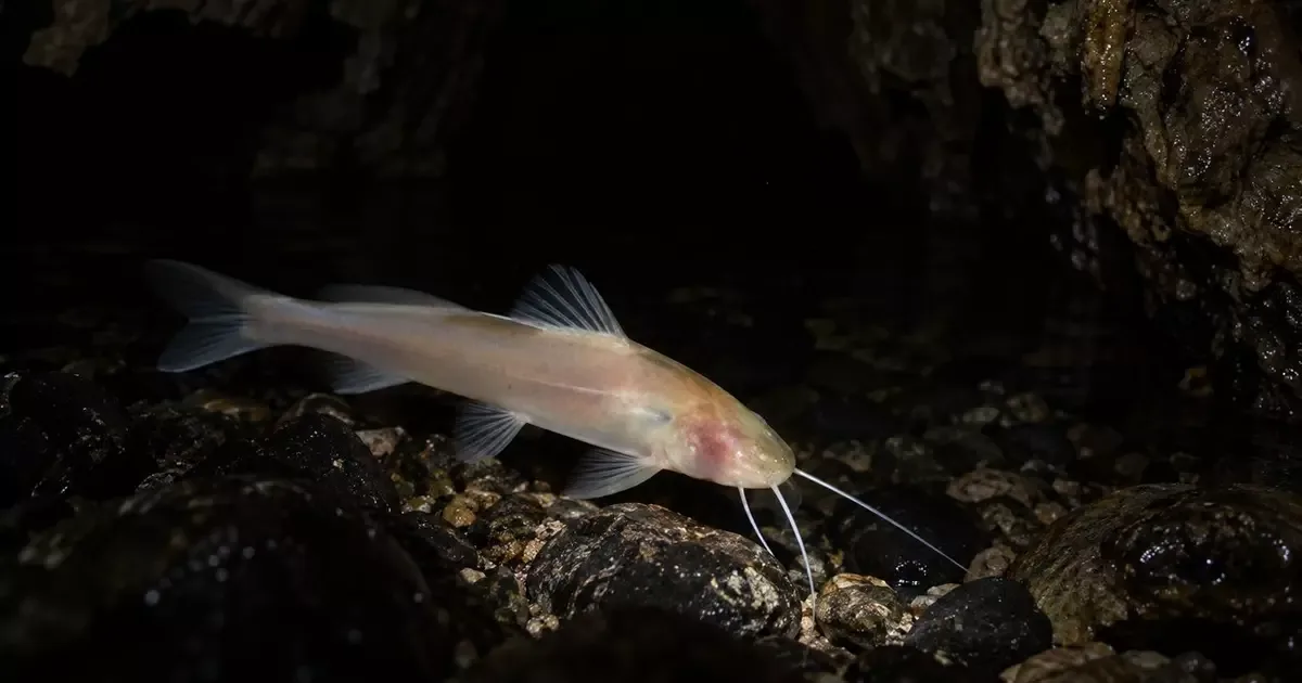 Bagre-cego de Iporanga usa sinais químicos para encontrar alimento em cavernas
