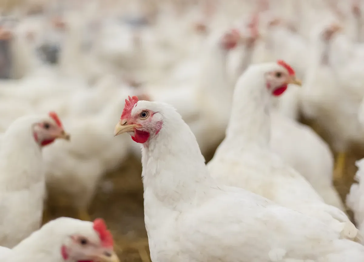 Indústria amplia compra de frango vivo e pressiona cotações em São Paulo