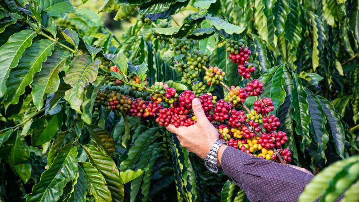 Mercado acompanha floradas enquanto oferta amplia pressão sobre o café