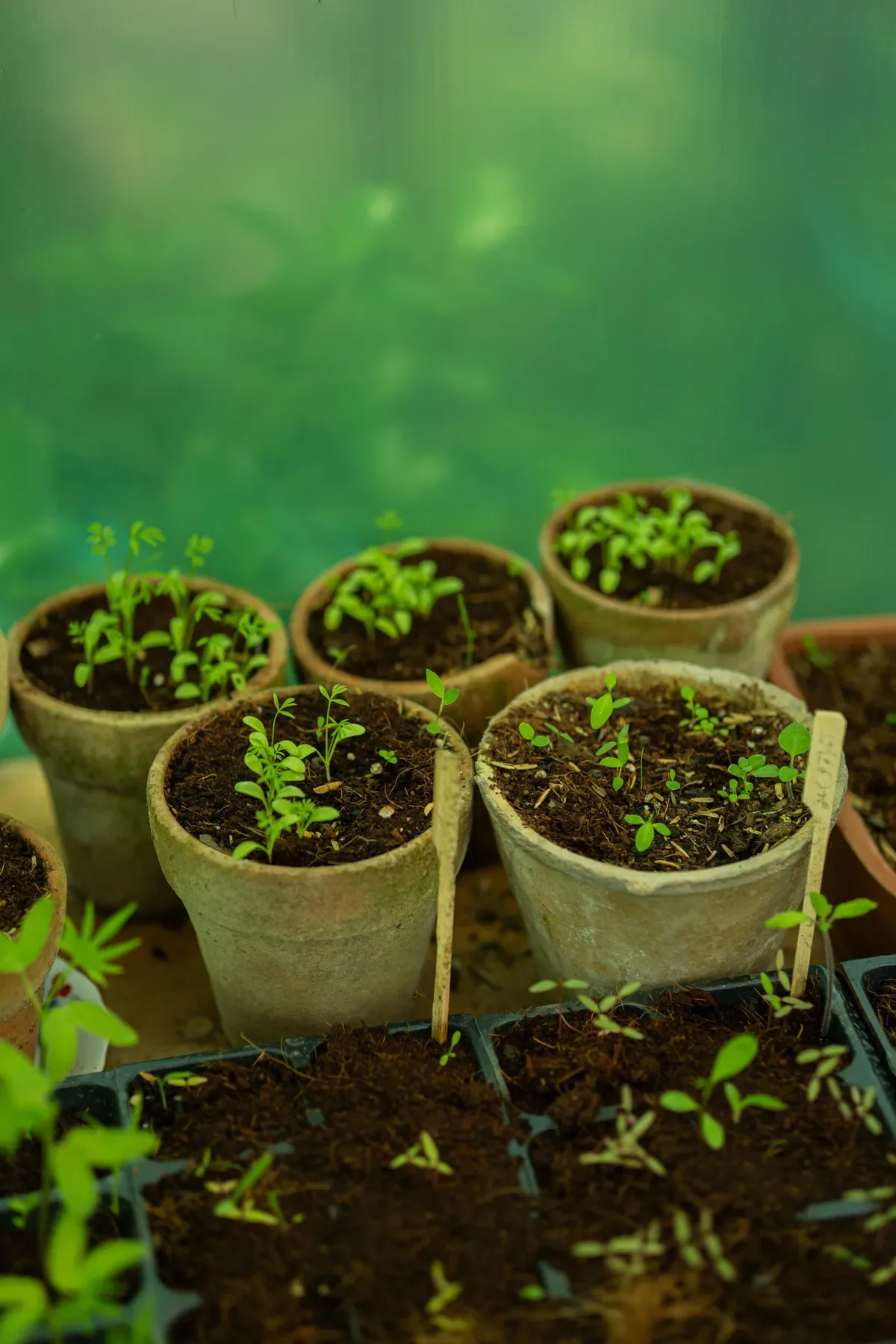 Como escolher recipientes e substratos para plantar hortaliças