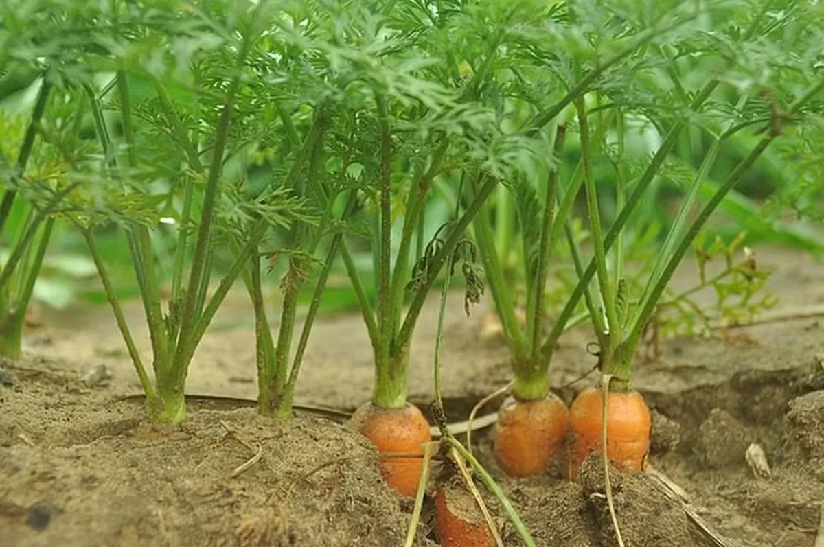 Cenoura tem produtividade maior, mas descarte supera 20% em Caxias do Sul