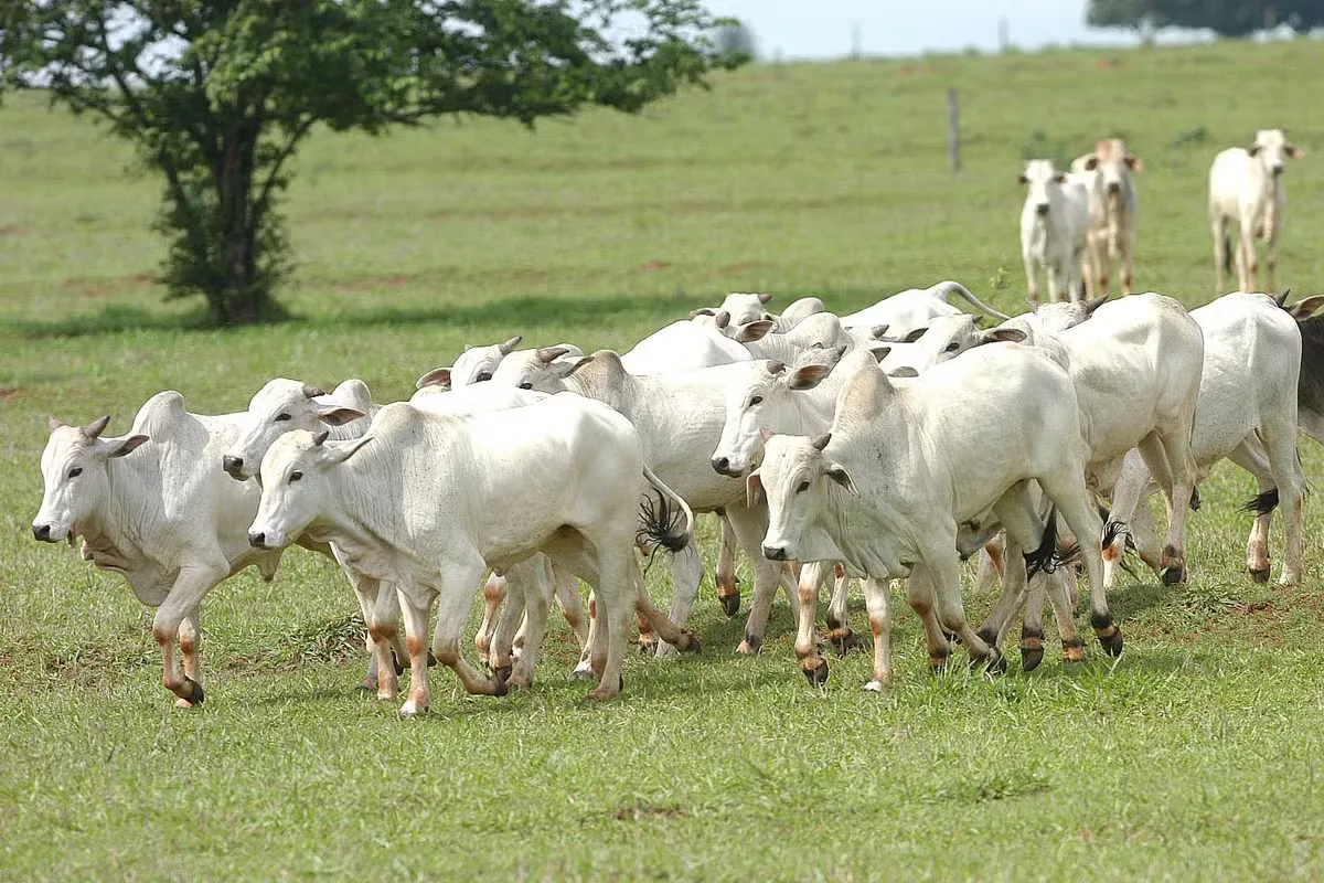 Boi gordo sobe em 19 regiões no início de outubro