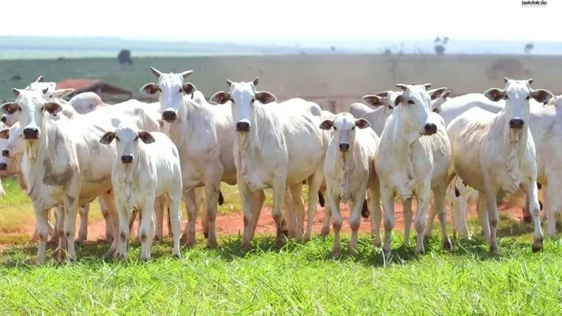 Negociações ganham ritmo e sustentam cotações do boi gordo em várias praças