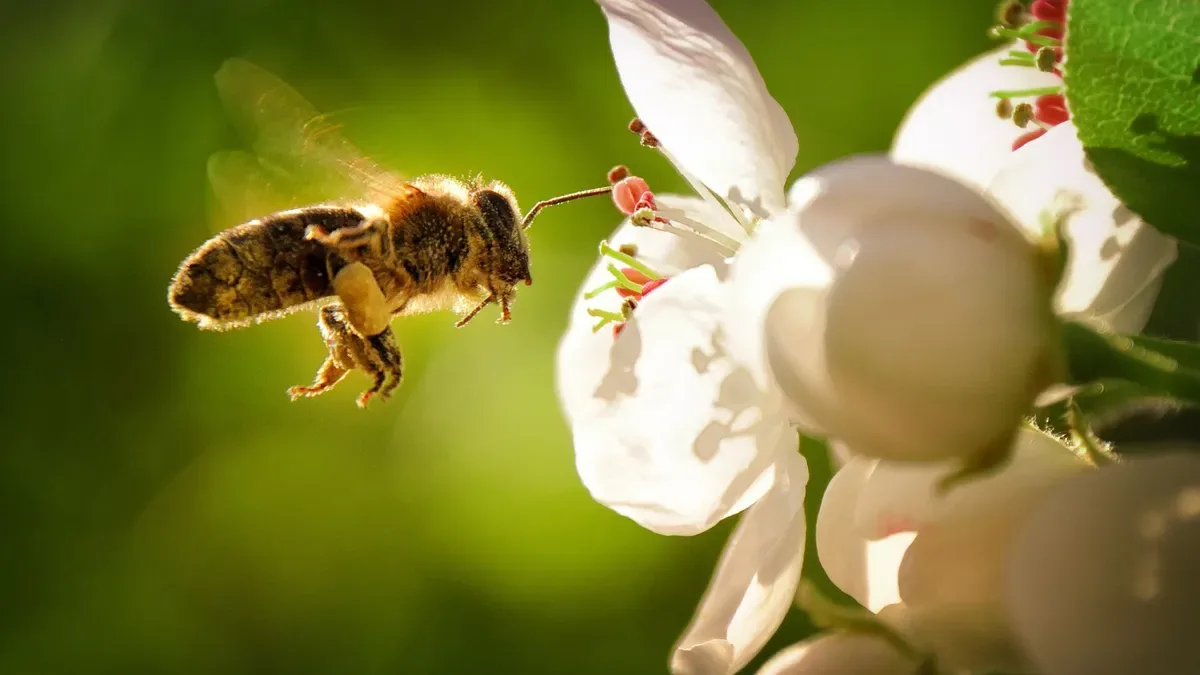 Desaparecimento das abelhas ameaçaria alimentos e equilíbrio ambiental