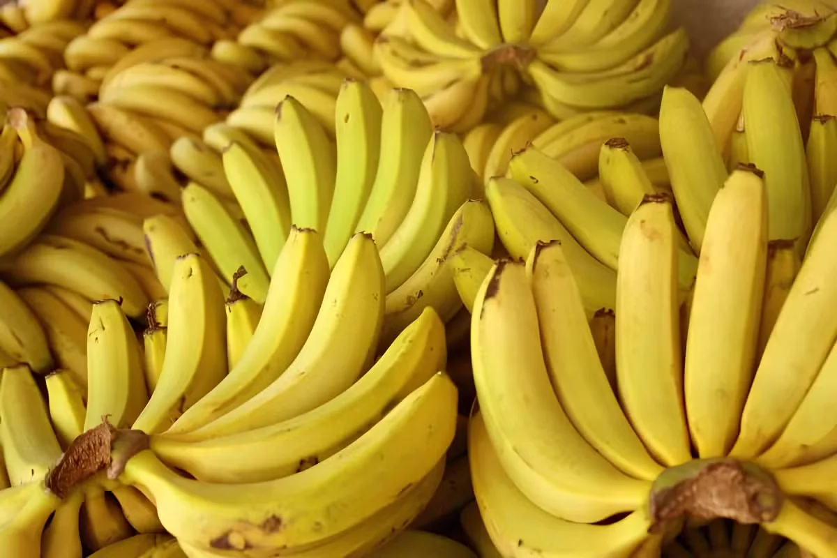 Enchentes ameaçam colheita de bananas no Vale do Ribeira