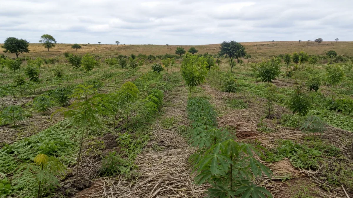 BNDES libera R$ 18 milhões para agroflorestas no sul de Roraima
