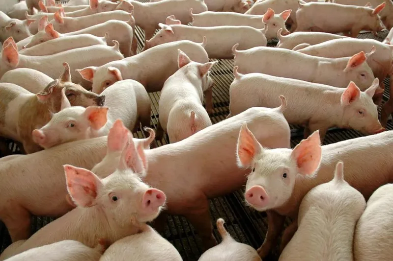 Suinocultor paulista perde poder de compra pelo terceiro mês consecutivo