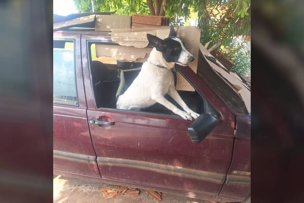 Polícia resgata cão mantido por três meses dentro de carro no Paraná