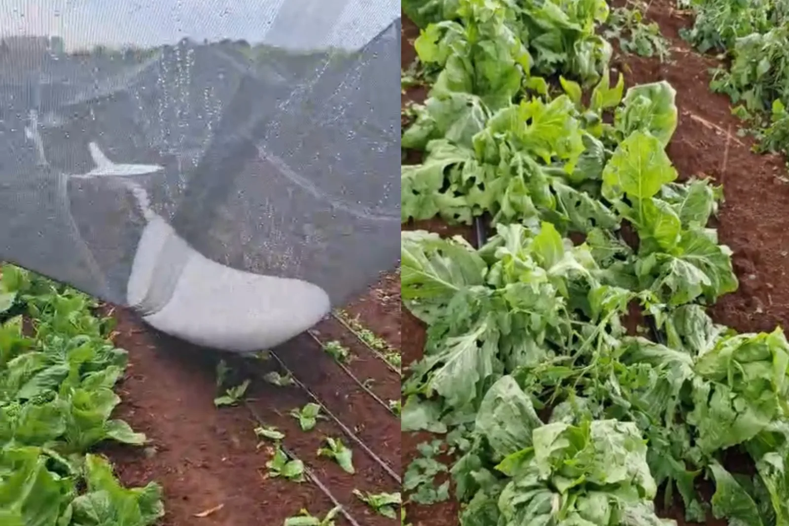 Temporais com granizo atingem cidades do Paraná e deixam estragos