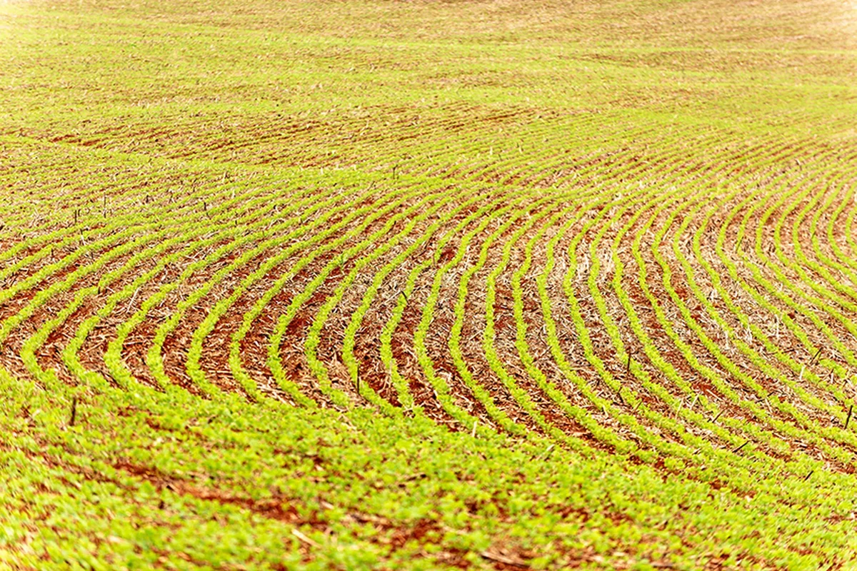 Semeadura da soja chega a 3,9% no Brasil na safra 2026/27