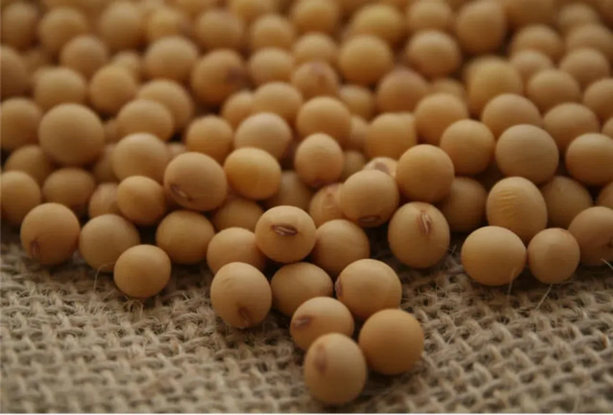 Soja avança em Chicago com aumento da demanda chinesa pelos EUA