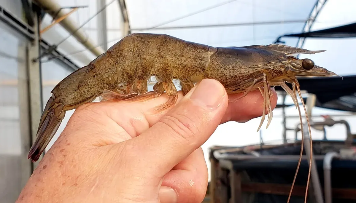 Pesquisa testa cultivo de camarão marinho em tanques no interior paulista