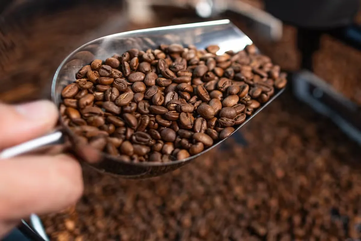 Café arábica recua na bolsa de Nova York, enquanto cacau e algodão avançam