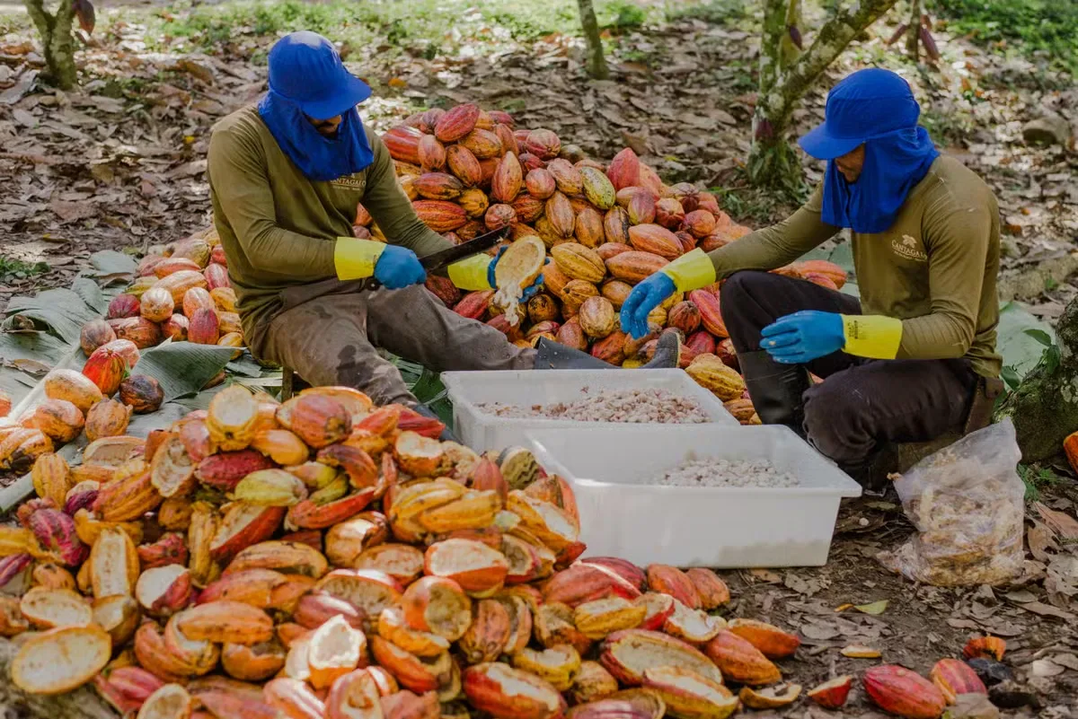Chuva em Gana amplia expectativa de oferta e pressiona contratos de cacau