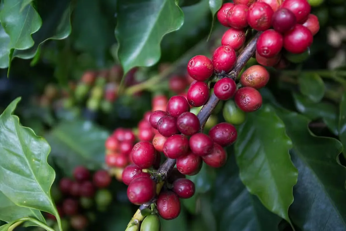 Colheita brasileira pressiona café, enquanto algodão avança em Nova York