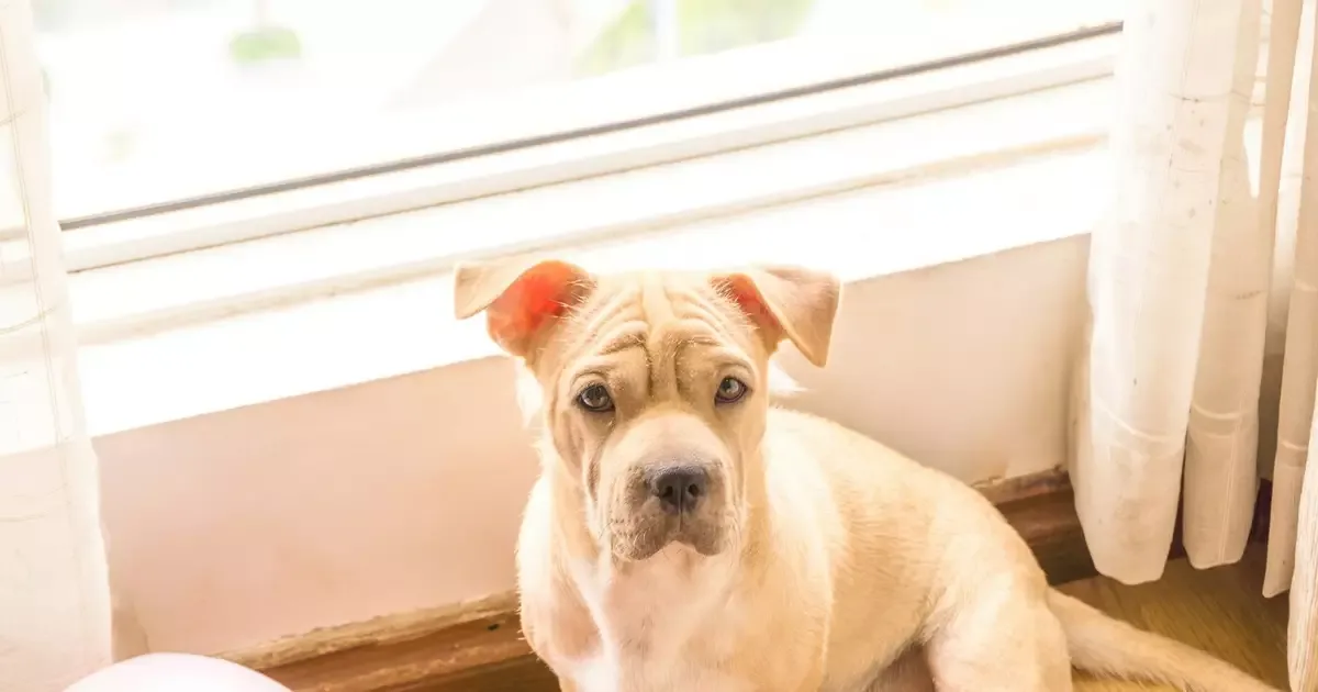 Escolha de um cão exige avaliar raça, idade e socialização