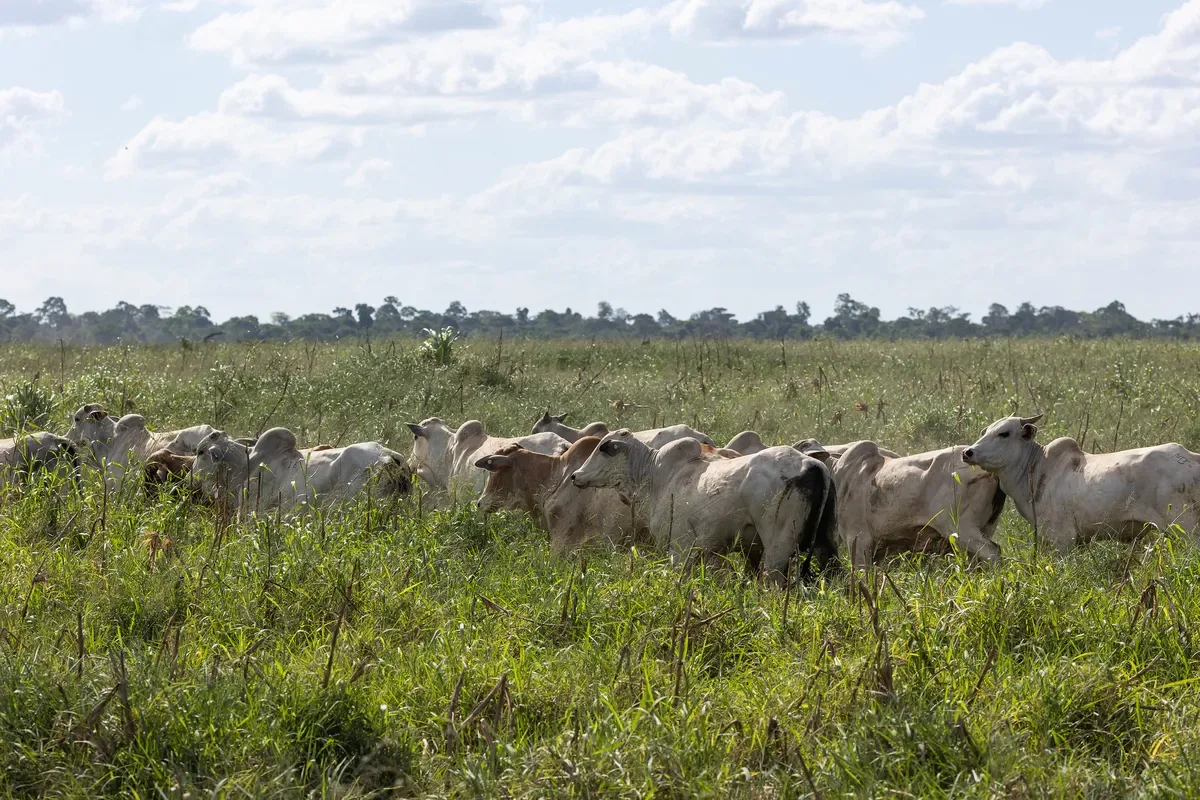 Boi gordo registra altas em 17 praças e mantém pressão de curto prazo