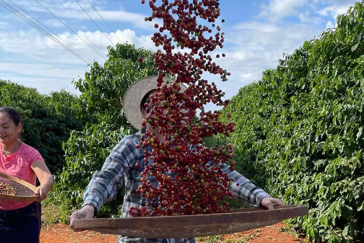 Conab prevê safra de café de 67,6 milhões de sacas em 2026