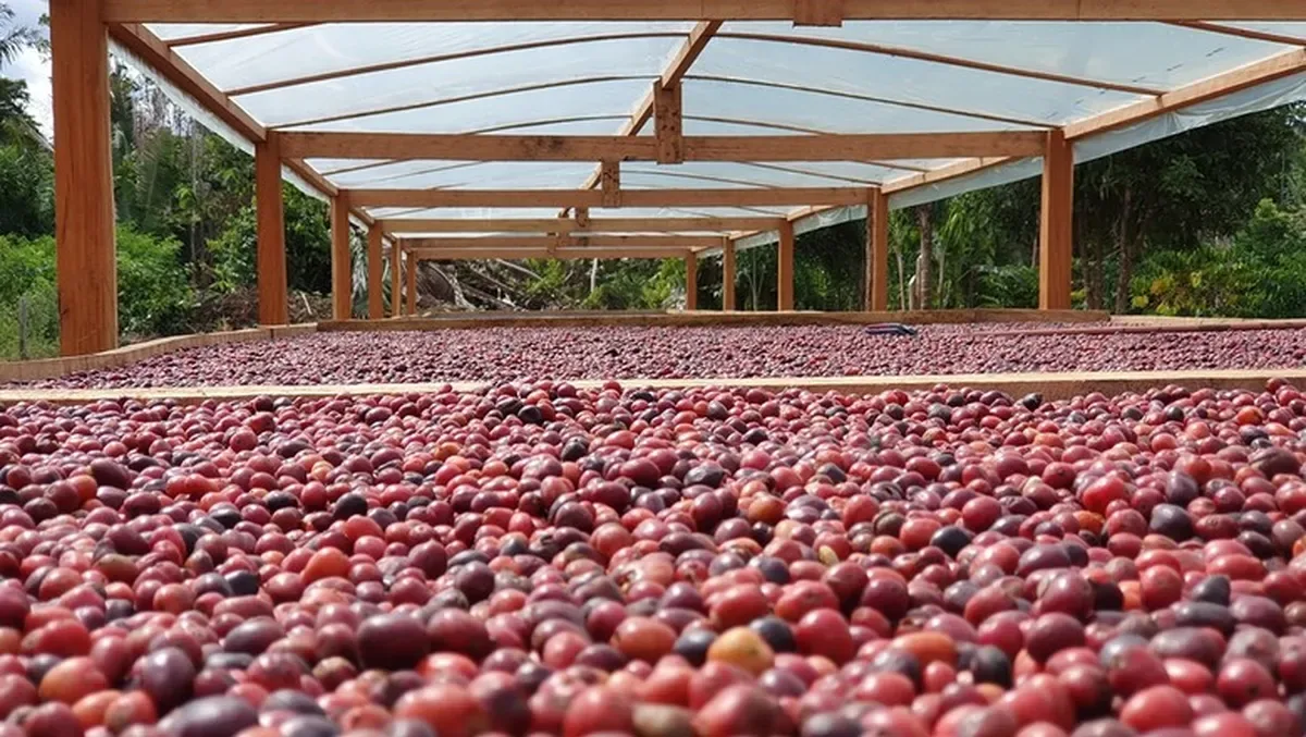Safra de cacau na Costa do Marfim cresce 30% em um ano
