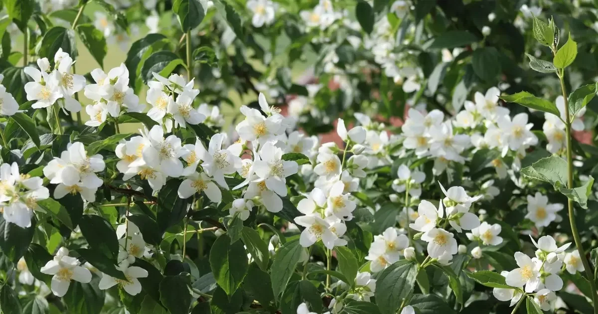 5 plantas para criar um jardim guiado por aromas e memórias