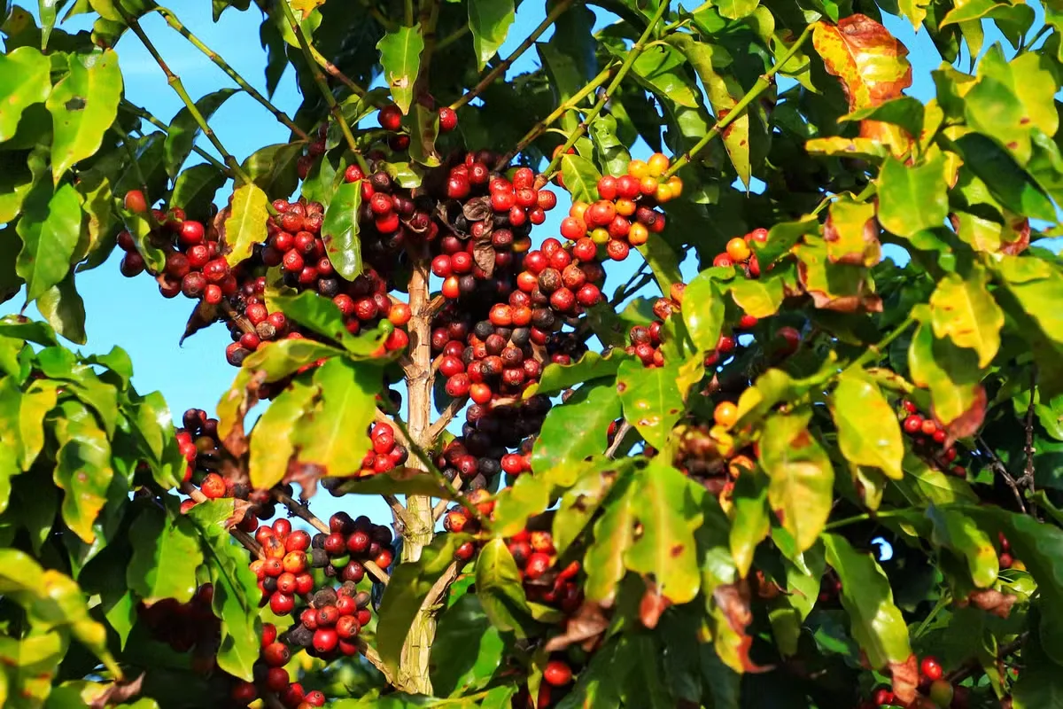 Café sobe em Nova York com preocupação sobre a safra brasileira