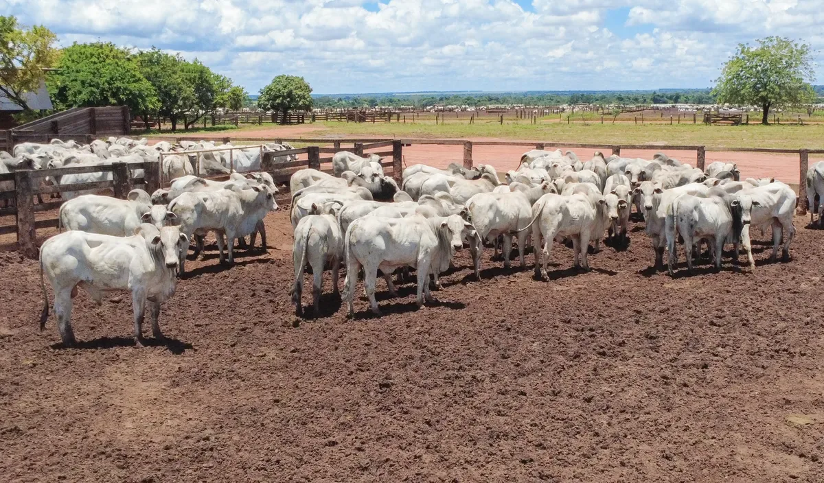 Abate de bovinos, aves e suínos alcança máximas históricas no 2º trimestre