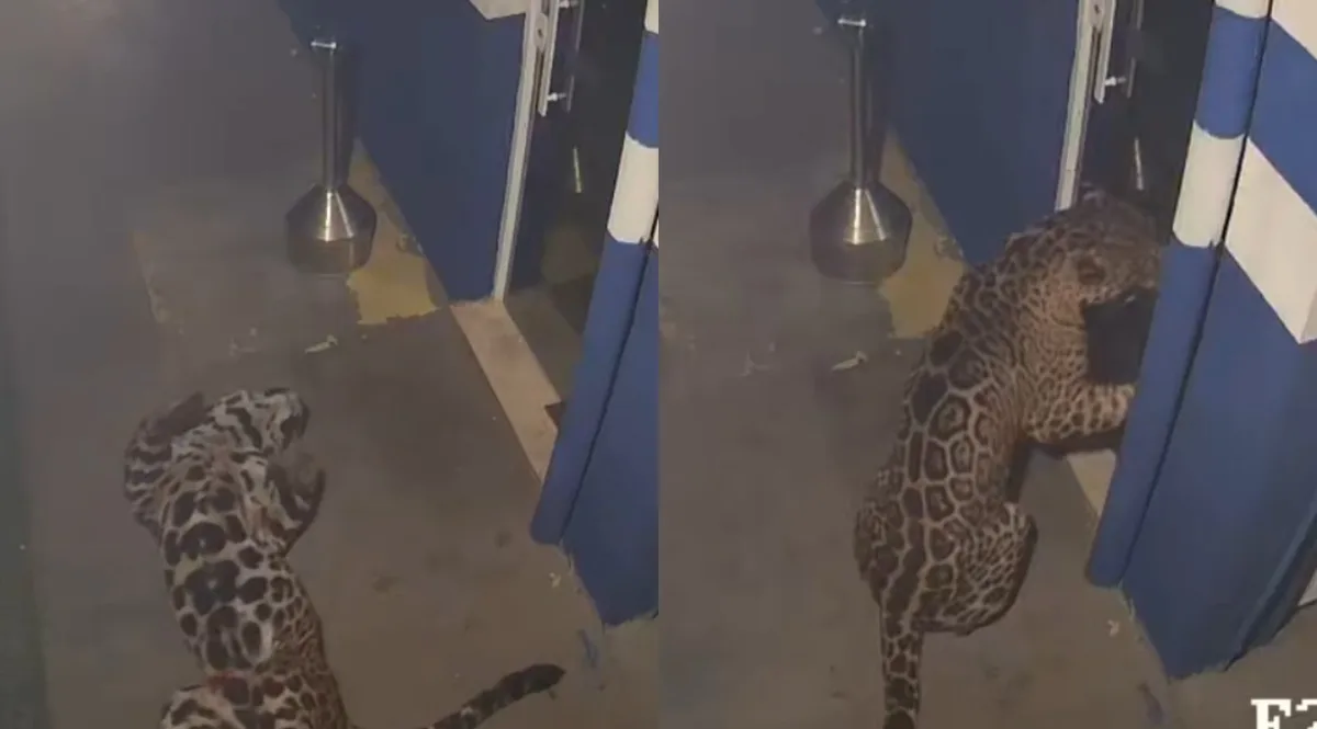 Onça-pintada capturada no Paraná é transferida para refúgio em Foz do Iguaçu