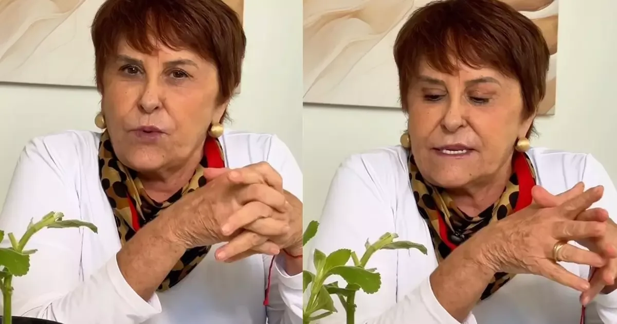 Banho de boldo: ritual indicado por Marcia Sensitiva usa folhas e água