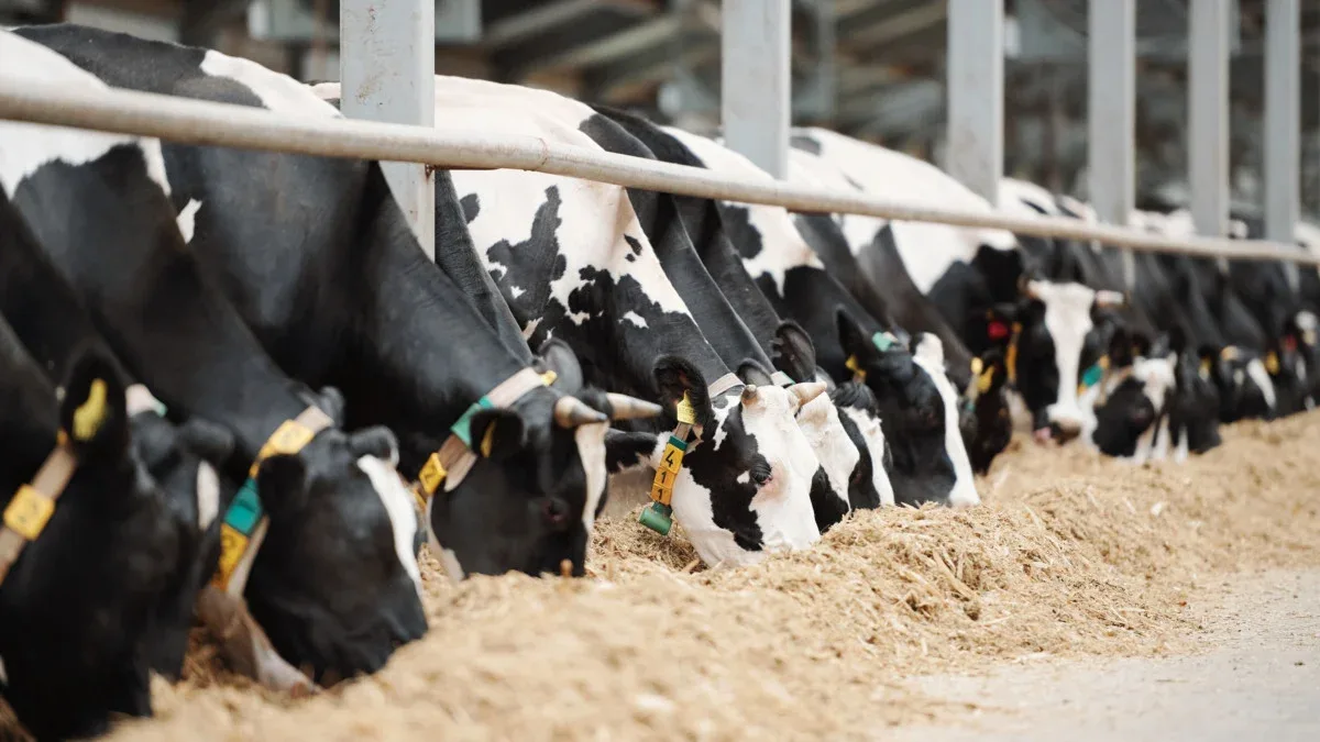 Emater alerta para risco de queda no número de produtores de leite no RS