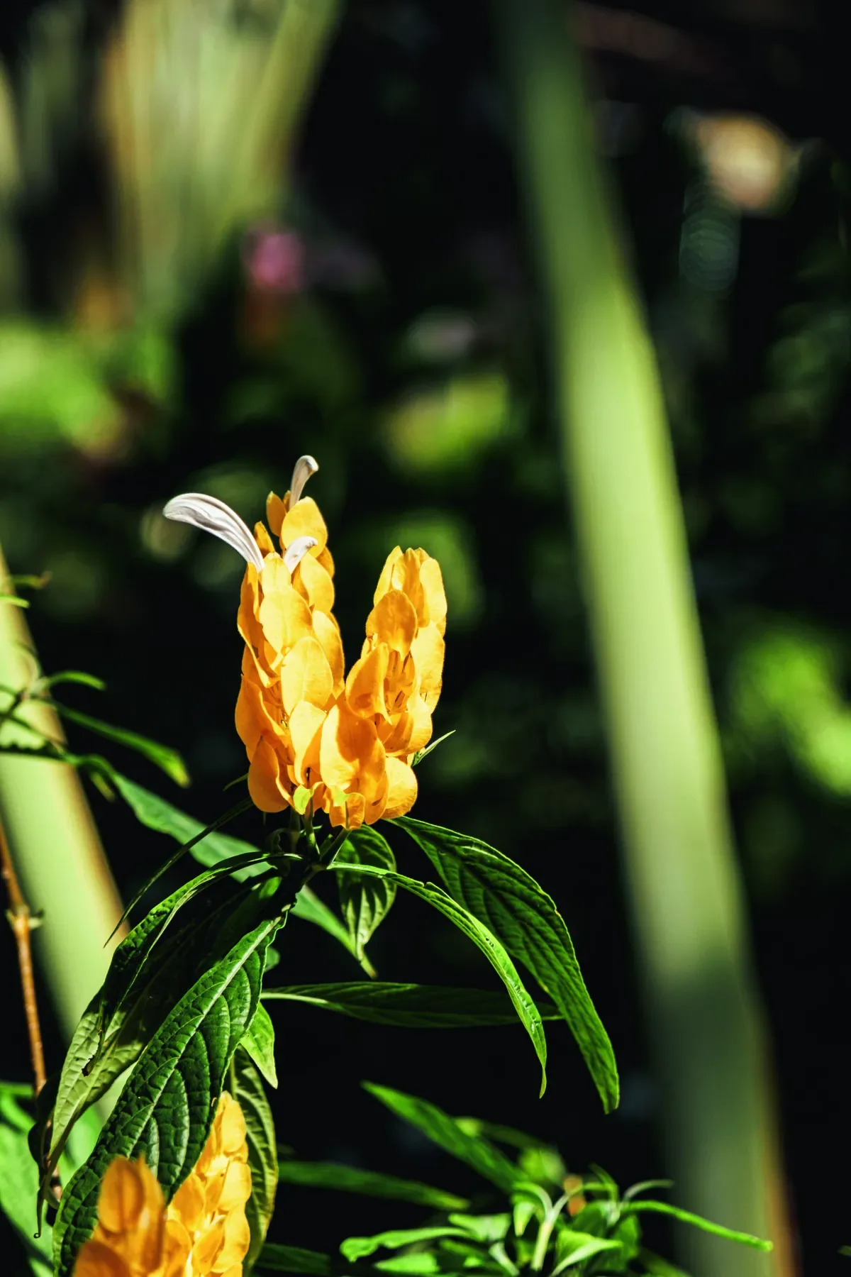Planta-camarão combina floração prolongada e cultivo de baixa complexidade