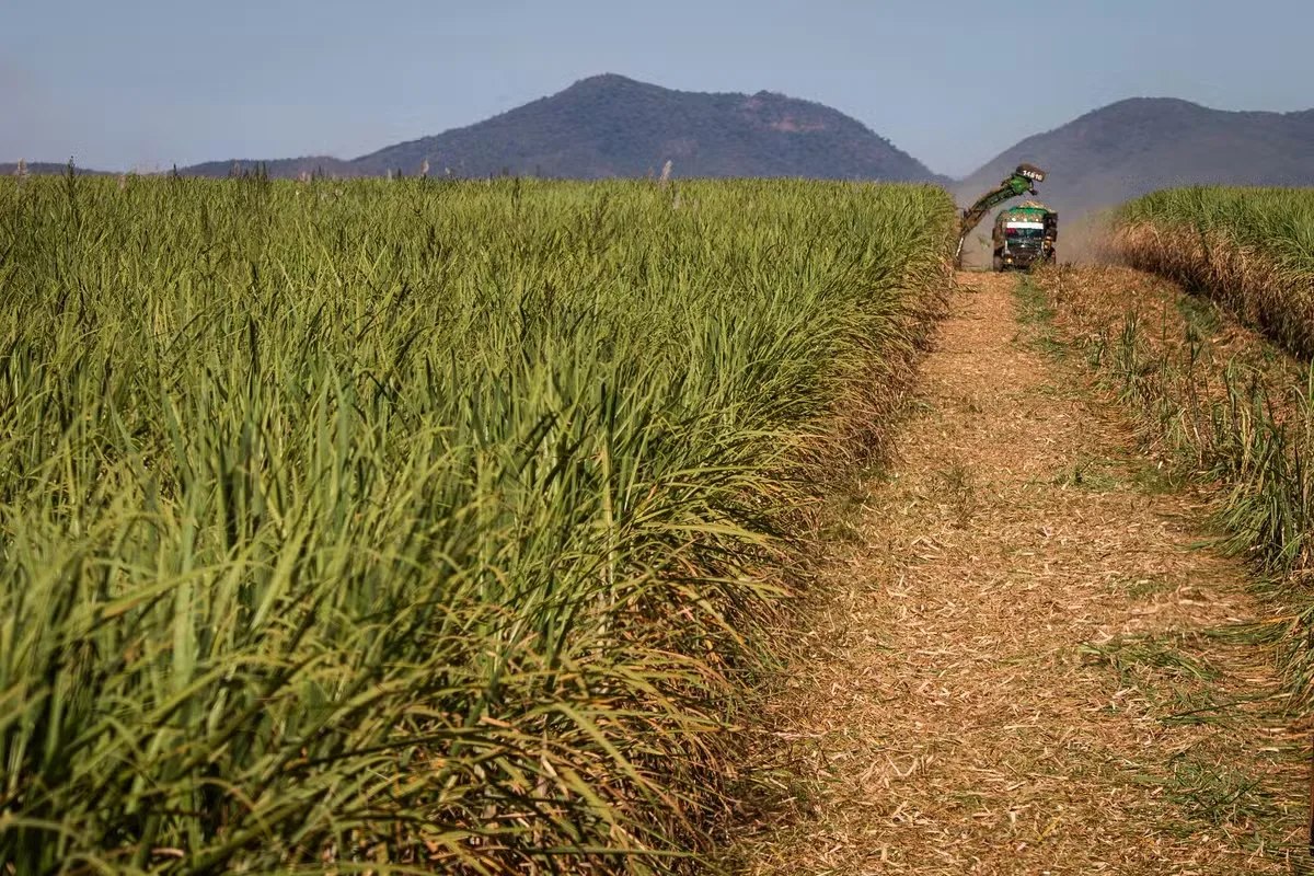 El Niño amplia riscos para a produção global de açúcar