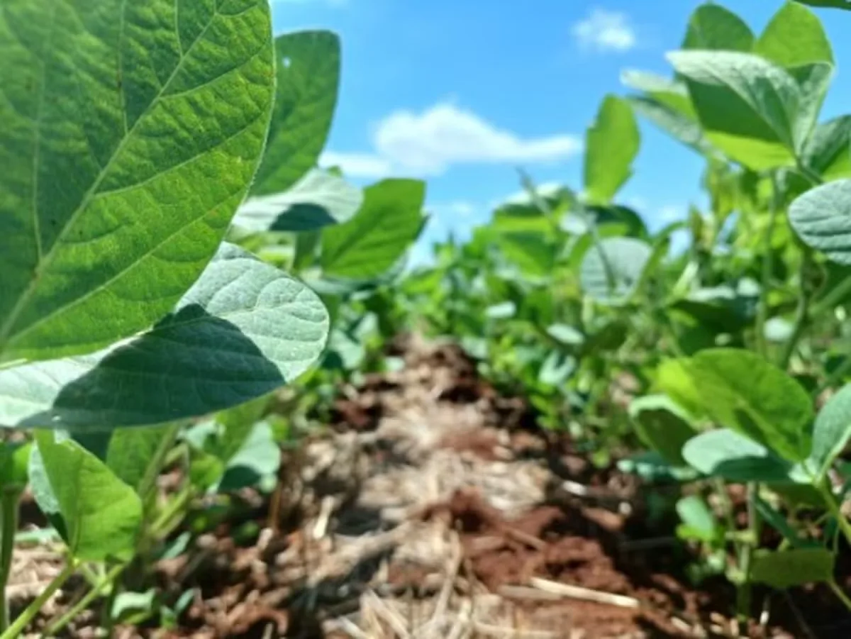 Argentina projeta expansão da soja apesar de disputa com o milho