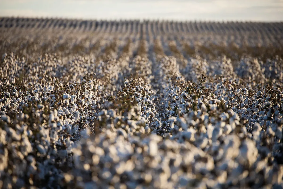 Algodão pode superar 2,2 milhões de hectares plantados em 2026/27