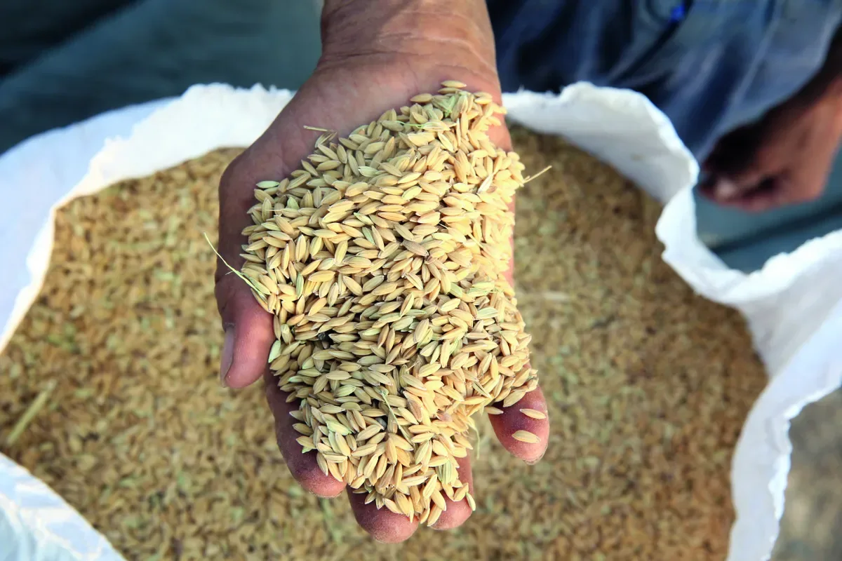 Compras menores reduzem ritmo dos negócios com arroz no Rio Grande do Sul