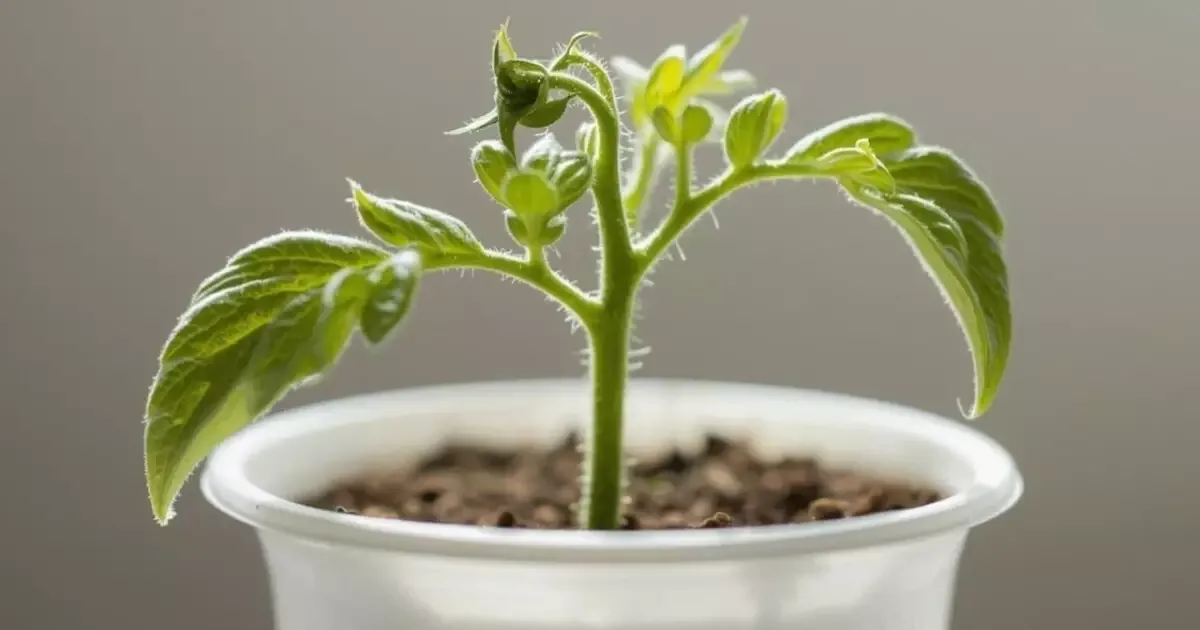 Tomate-cereja pode ser cultivado em recipiente pequeno durante todo o ano
