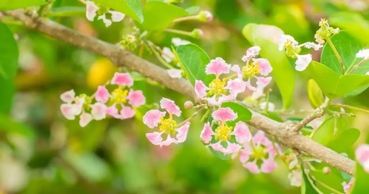 Frutíferas que exibem flores marcantes antes da colheita