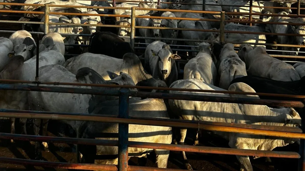 Abate de bovinos chega a 10,72 milhões de cabeças no 2º trimestre