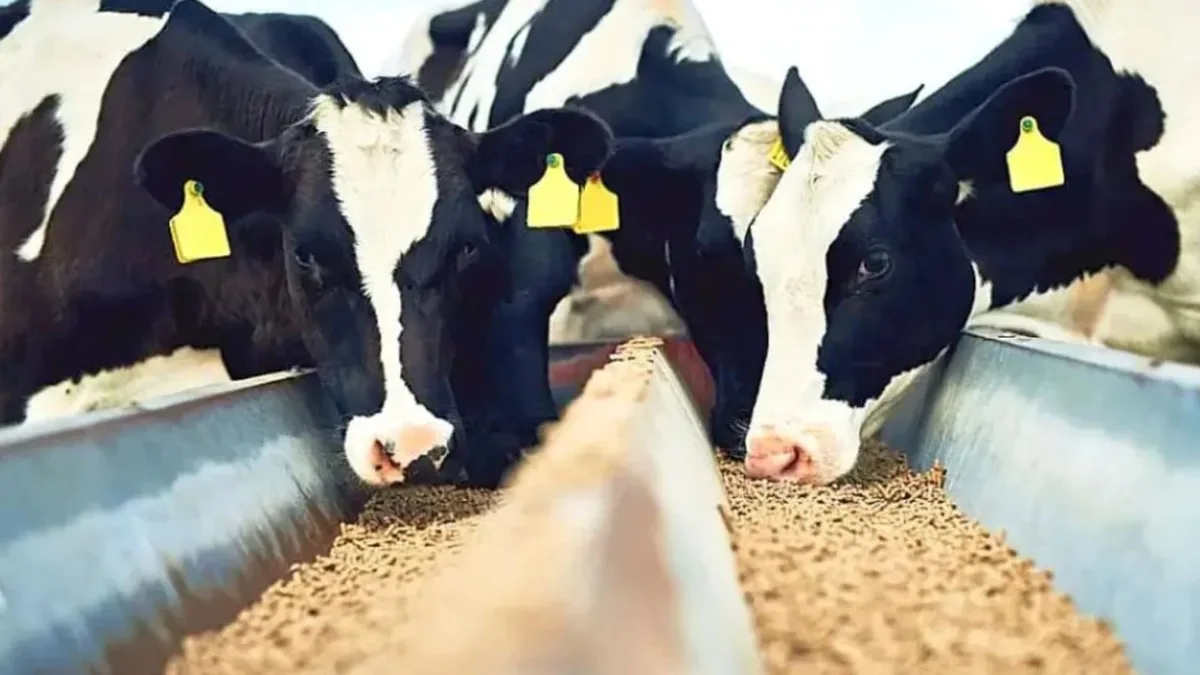 Separação de bezerros protege a saúde e a sobrevivência na pecuária leiteira