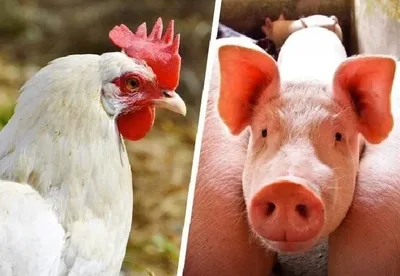 Custos de frango e suíno sobem em agosto nos estados de referência