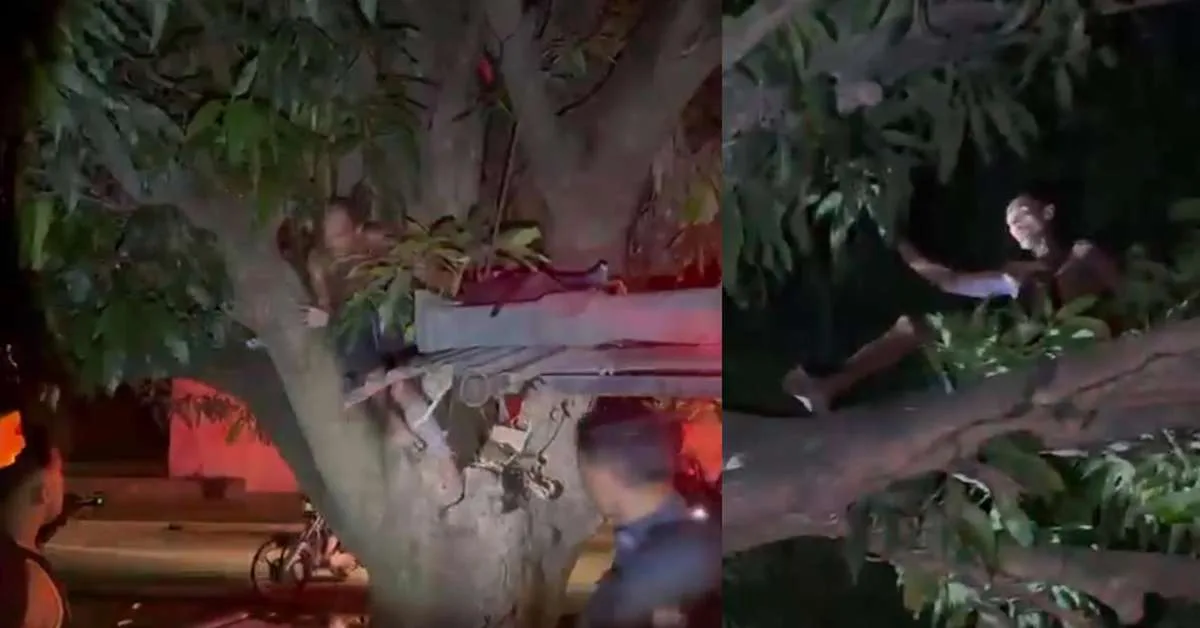 Polícia localiza suspeito de roubo entre galhos de mangueira em Belém