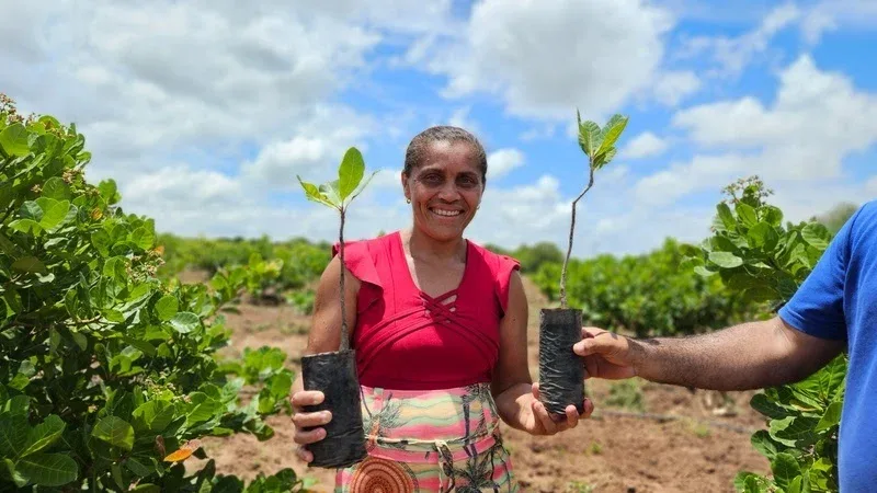 Projeto distribui 10 mil mudas de caju a agricultores do semiárido cearense