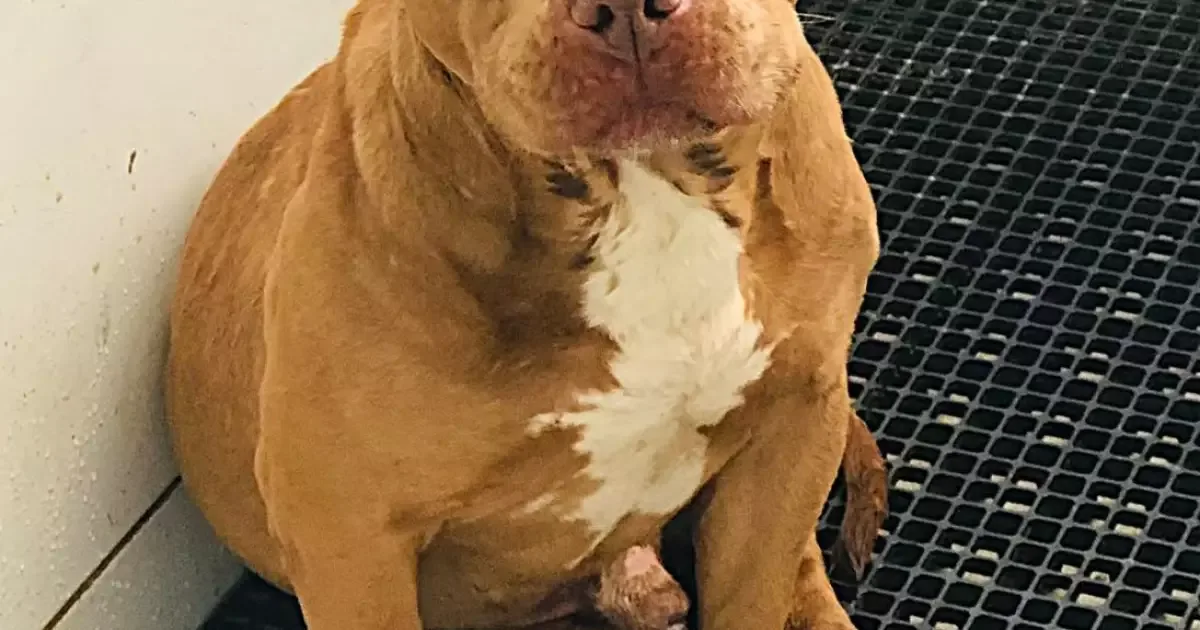 Pitbull é resgatado em residência de Alvorada e busca por tutores continua