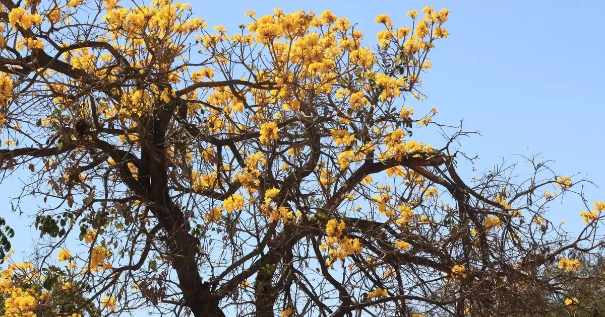 Paisagismo no Cerrado combina espécies nativas e materiais reaproveitados