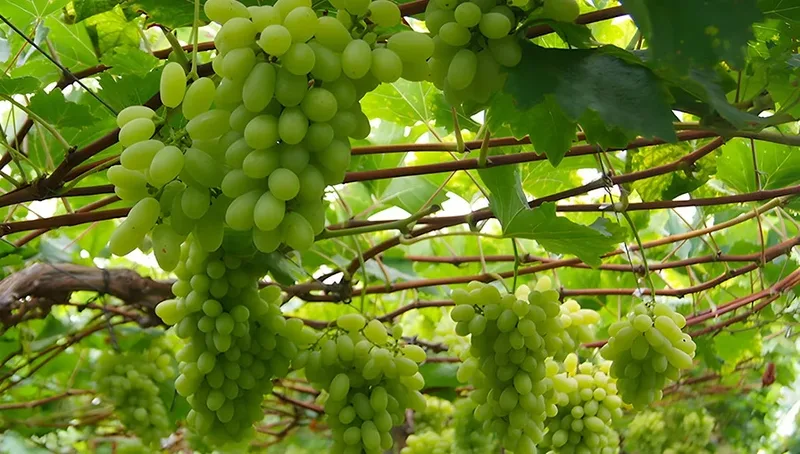 Bagaço de uva vira biofertilizante e eleva betacaroteno em flores de calêndula