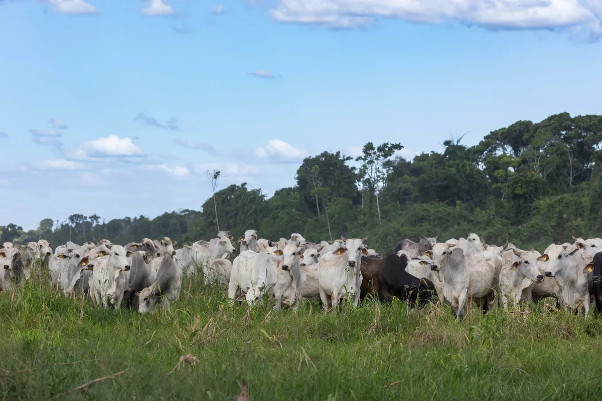 Brasil encerra 2025 com 234,3 milhões de bovinos, aponta IBGE