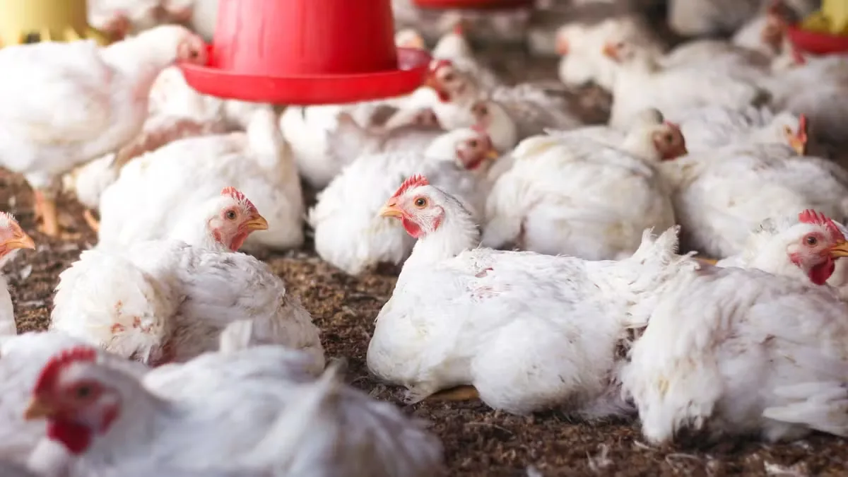 Brasil aguarda análise europeia para voltar a exportar aves e mel