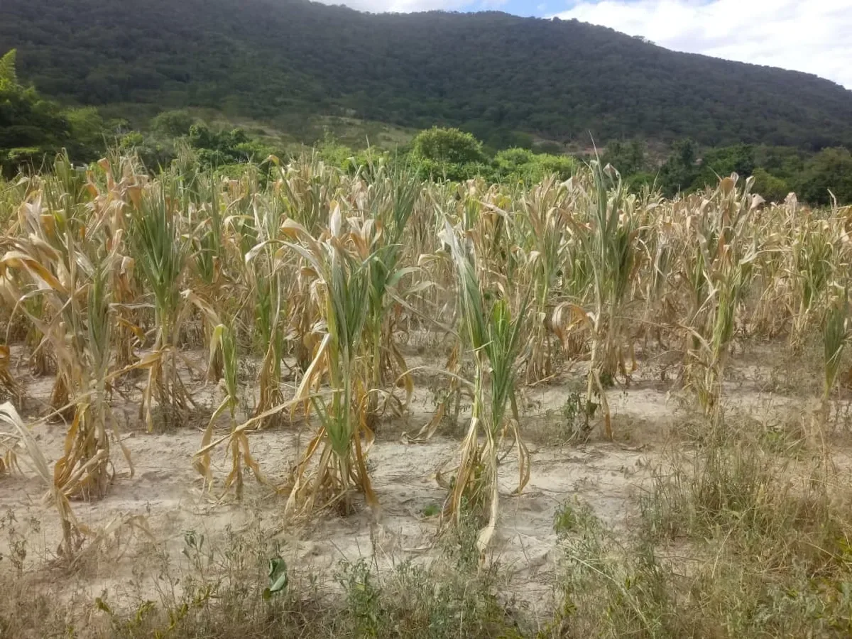 Seguro rural chega ao Senado com cobertura agrícola em forte queda