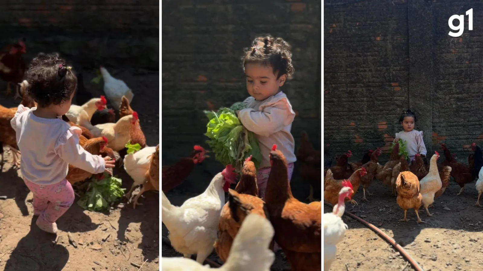 Vídeo de menina alimentando galinhas supera 3 milhões de visualizações
