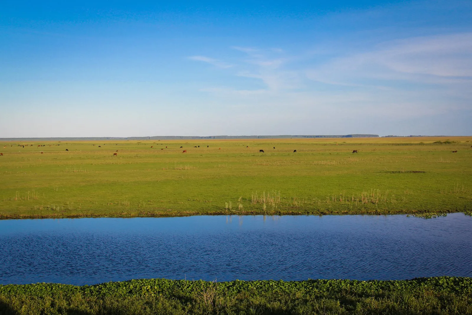 Pampas perdem 11,3 milhões de hectares de vegetação nativa desde 1985