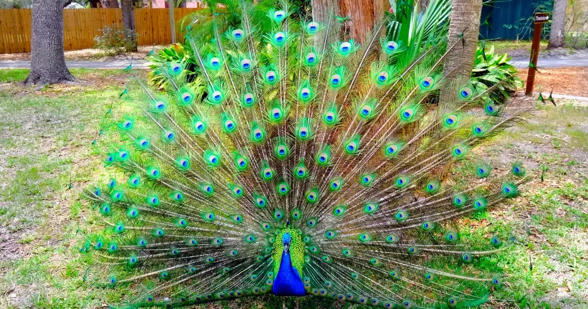 Pavão voa, troca penas e usa plumagem para atrair fêmeas